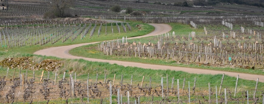 Paysage viticole bourguignon